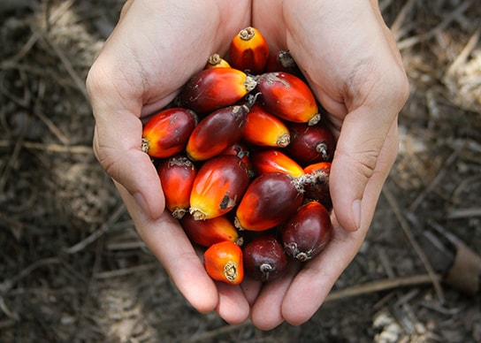 Palm Oil part 1 Palm Oil part 1