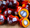 palm oil palm oil